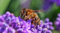 Bienen – Ihre schönsten Fotos