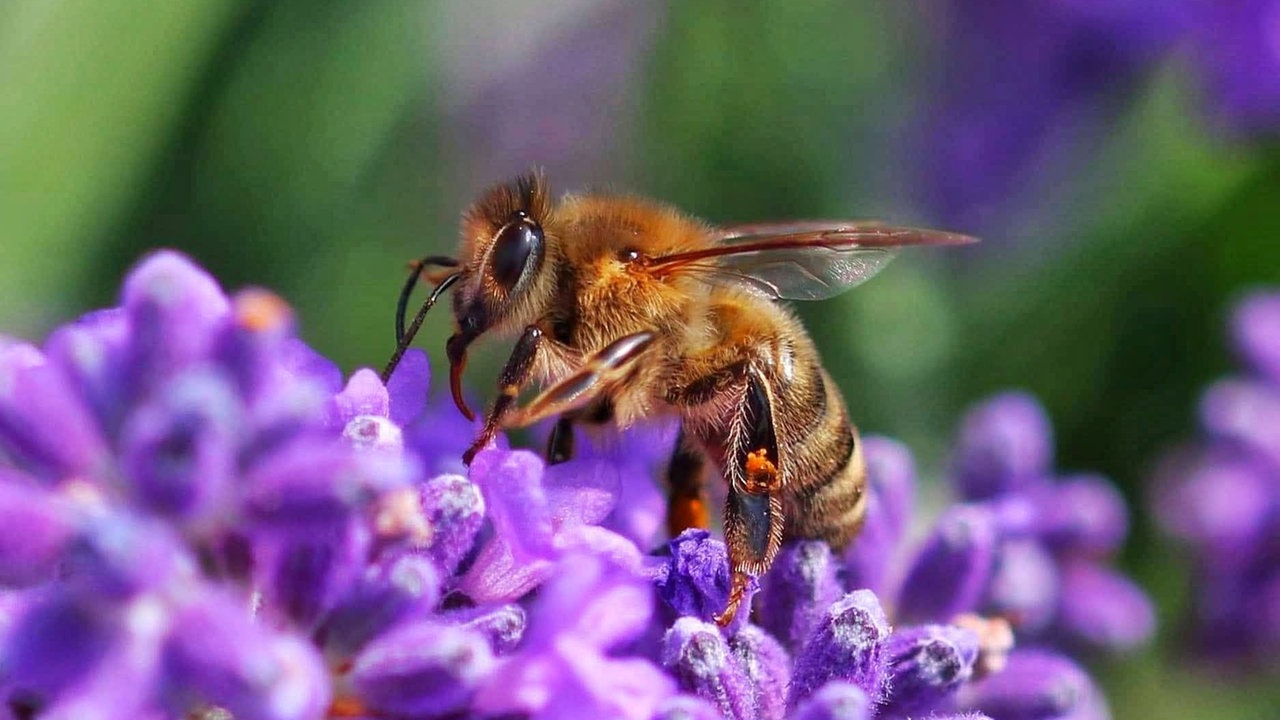 Bienen – Ihre schönsten Fotos