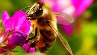Bienen – Ihre schönsten Fotos