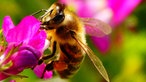 Bienen – Ihre schönsten Fotos