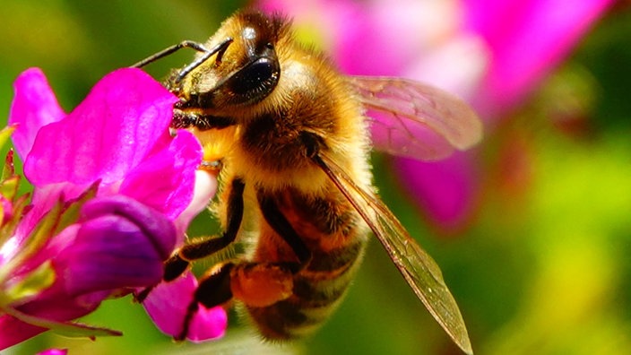 Bienen – Ihre schönsten Fotos