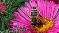 Bienen – Ihre schönsten Fotos
