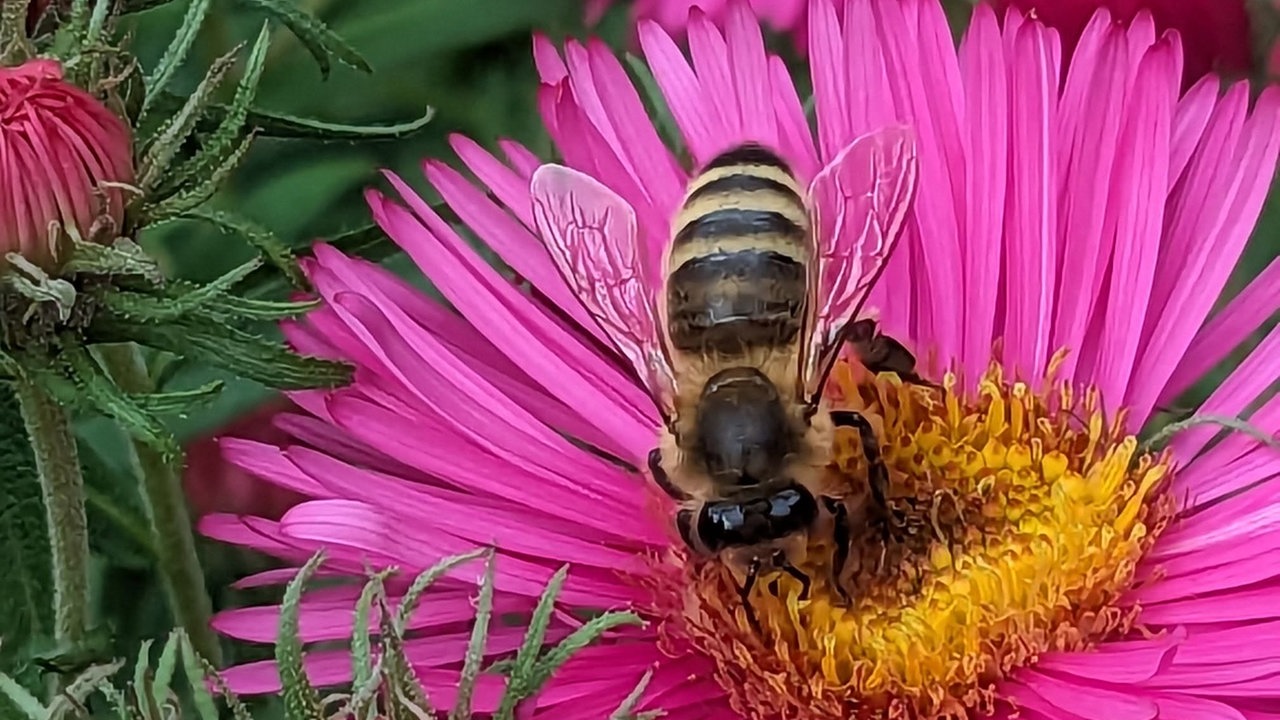 Bienen – Ihre schönsten Fotos