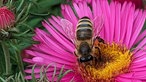 Bienen – Ihre schönsten Fotos