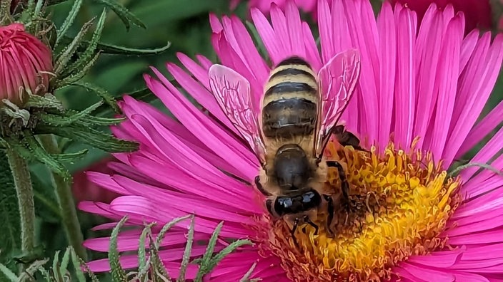 Bienen – Ihre schönsten Fotos