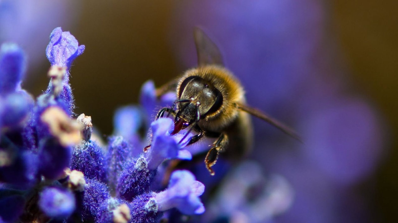 Bienen – Ihre schönsten Fotos