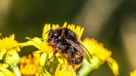 Bienen – Ihre schönsten Fotos
