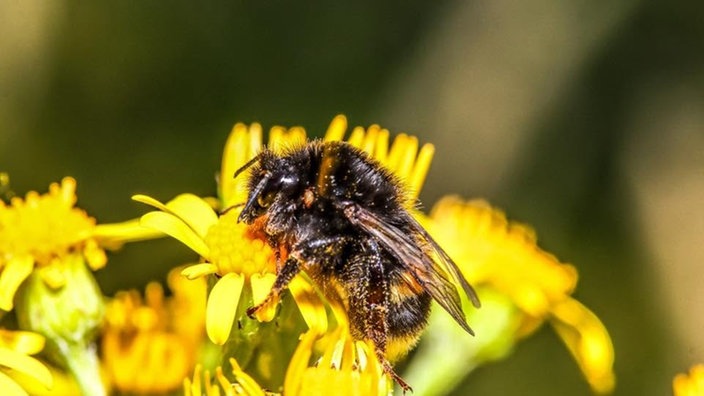 Bienen – Ihre schönsten Fotos