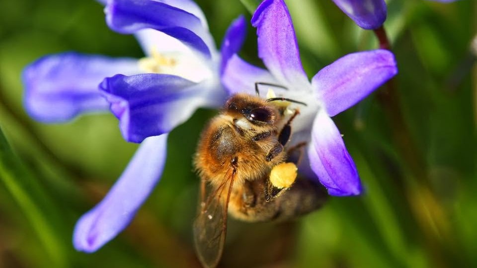 Bienen – Ihre schönsten Fotos