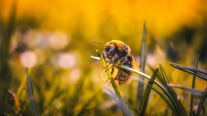 Bienen – Ihre schönsten Fotos