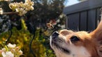 Bienen – Ihre schönsten Fotos