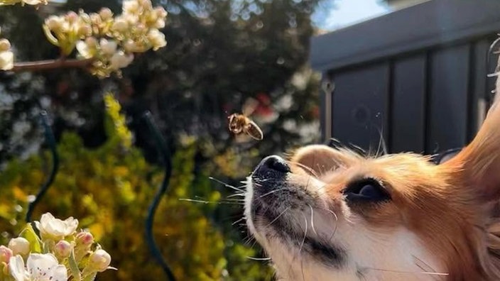 Bienen – Ihre schönsten Fotos