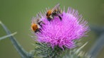 Bienen – Ihre schönsten Fotos