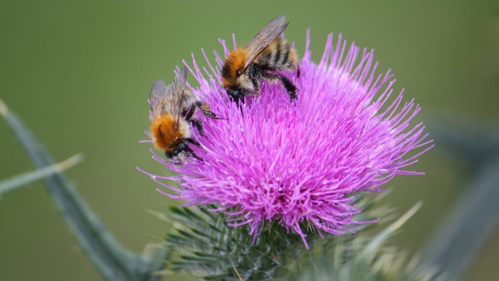 Bienen – Ihre schönsten Fotos
