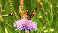 Bienen – Ihre schönsten Fotos