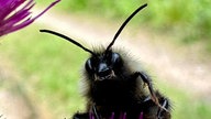 Bienen – Ihre schönsten Fotos