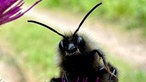 Bienen – Ihre schönsten Fotos