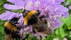 Bienen – Ihre schönsten Fotos