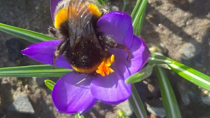 Bienen – Ihre schönsten Fotos