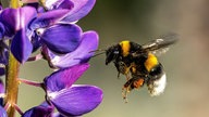 Bienen – Ihre schönsten Fotos