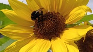 Bienen – Ihre schönsten Fotos