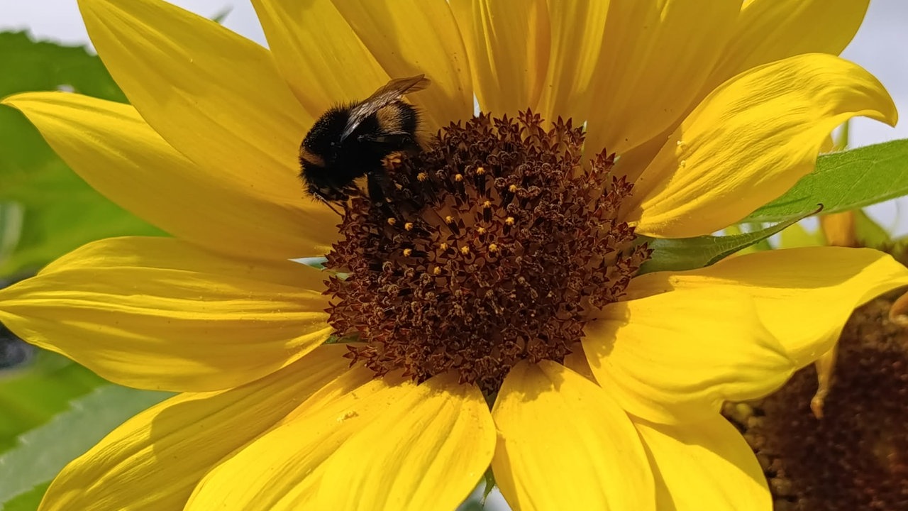 Bienen – Ihre schönsten Fotos