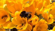 Bienen – Ihre schönsten Fotos