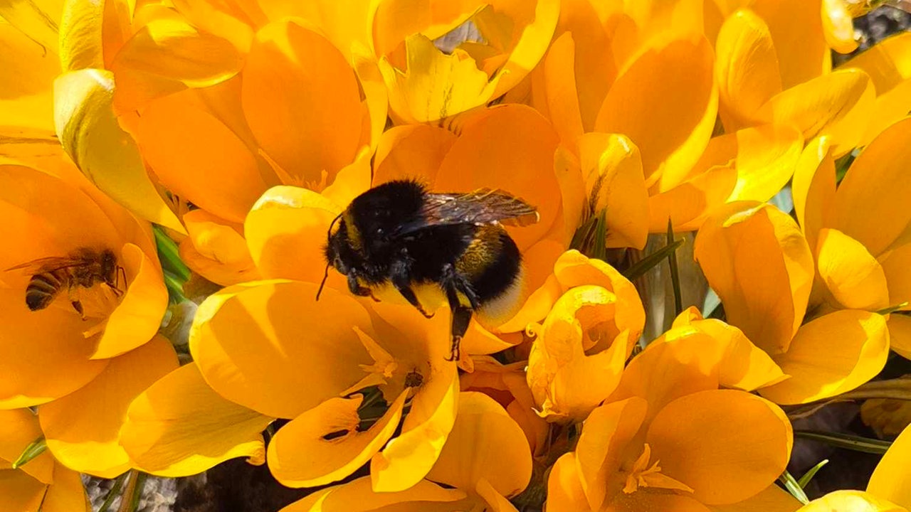Bienen – Ihre schönsten Fotos