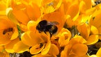 Bienen – Ihre schönsten Fotos
