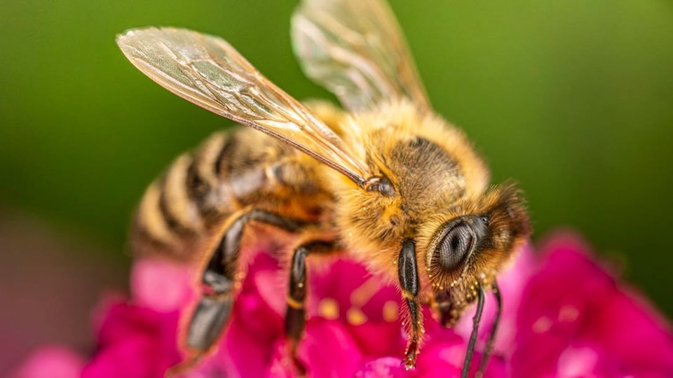 Bienen – Ihre schönsten Fotos
