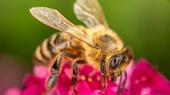 Bienen – Ihre schönsten Fotos