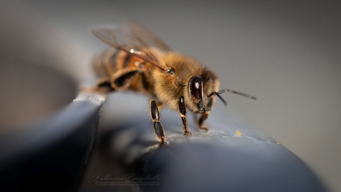 Bienen – Ihre schönsten Fotos