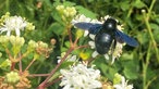 Bienen – Ihre schönsten Fotos