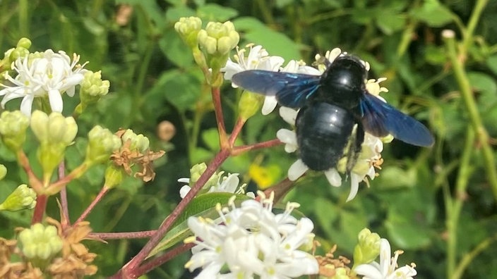 Bienen – Ihre schönsten Fotos