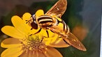 Bienen – Ihre schönsten Fotos