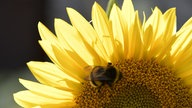 Bienen – Ihre schönsten Fotos