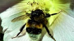 Bienen – Ihre schönsten Fotos