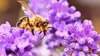 Bienen – Ihre schönsten Fotos