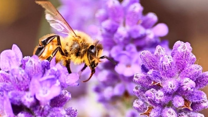 Bienen – Ihre schönsten Fotos