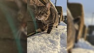 Ihre schönsten Fotos von tierischen Wintergästen