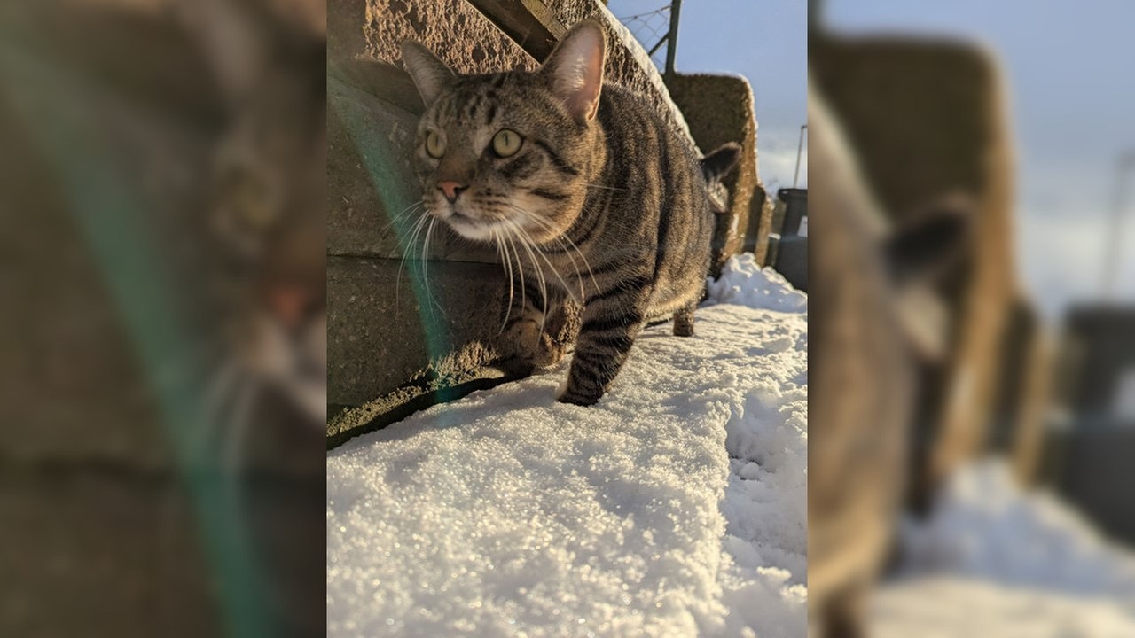 Ihre schönsten Fotos von tierischen Wintergästen
