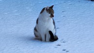 Ihre schönsten Fotos von tierischen Wintergästen