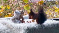 Ihre schönsten Fotos von tierischen Wintergästen