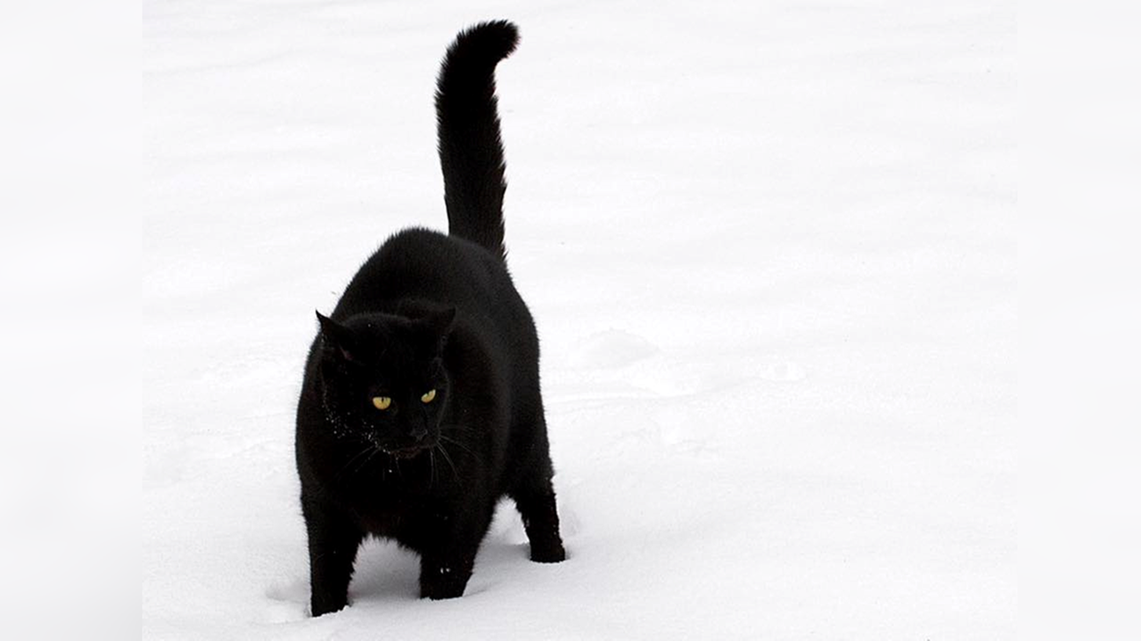 Ihre schönsten Fotos von tierischen Wintergästen