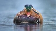 Ihre schönsten Fotos von tierischen Wintergästen
