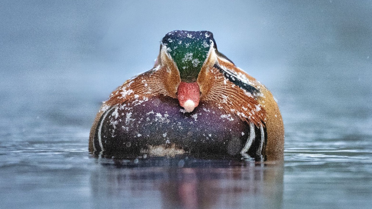 Ihre schönsten Fotos von tierischen Wintergästen