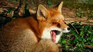 Ihre schönsten Fotos von tierischen Wintergästen