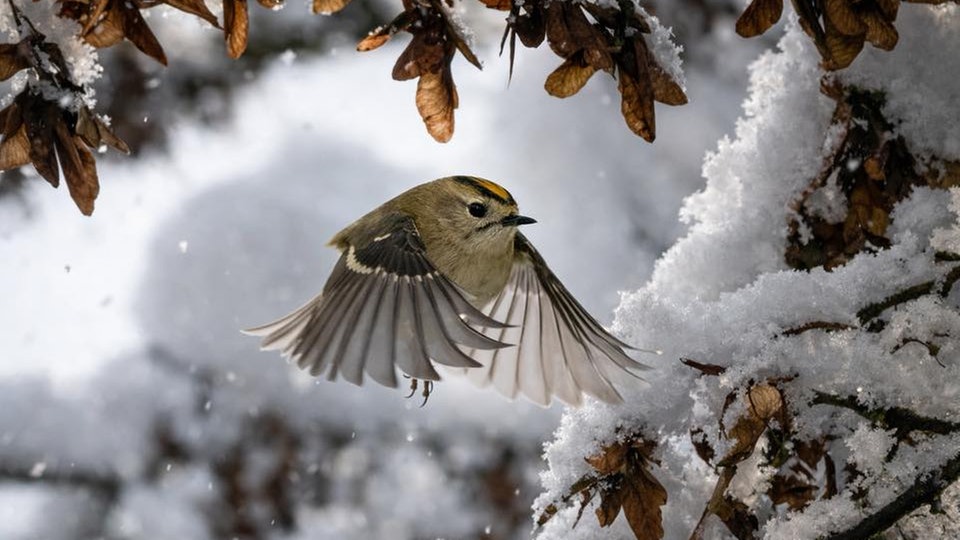 Ihre schönsten Fotos von tierischen Wintergästen