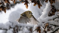 Ihre schönsten Fotos von tierischen Wintergästen