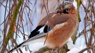 Ihre schönsten Fotos von tierischen Wintergästen